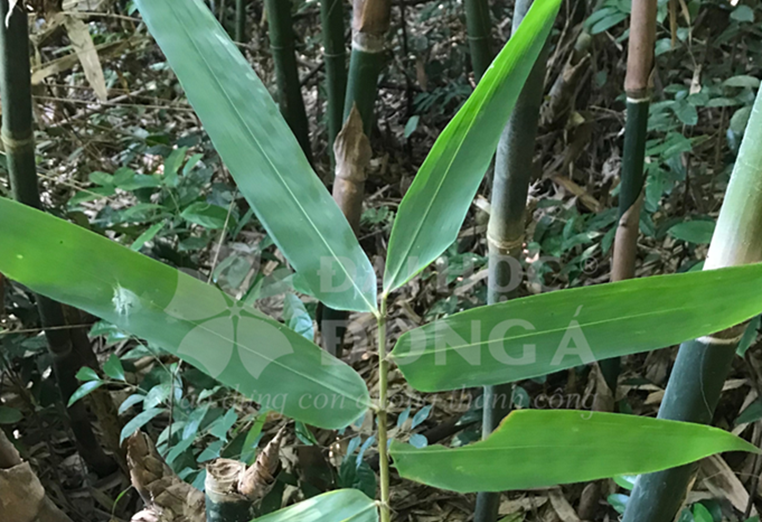 Giang Bắc Bộ (Maclurochloa tonkinensis)